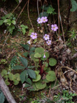 <i>Primula scopulicola </i>