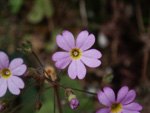 <i>Primula scopulicola </i>