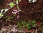 <i>Primula scopulicola </i>