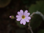 <i>Primula scopulicola </i>