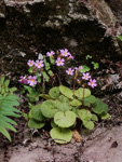 <i>Primula scopulicola </i>