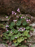 <i>Primula scopulicola </i>