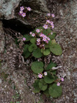 <i>Primula scopulicola </i>