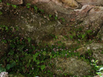 <i>Primula scopulicola </i>