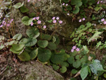 <i>Primula scopulicola </i>