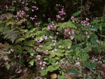 <i>Primula scopulicola </i>