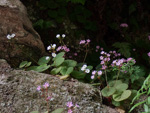 <i>Primula scopulicola </i>