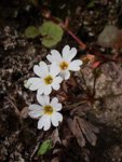 <i>Primula scopulicola </i>