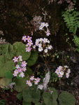 <i>Primula scopulicola </i>