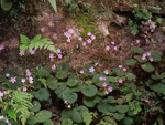 <i>Primula scopulicola </i>