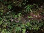 <i>Primula scopulicola </i>