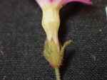 <i>Primula scopulicola </i>