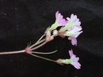 <i>Primula scopulicola </i>