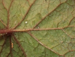 <i>Primula scopulicola </i>