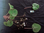 <i>Primula scopulicola </i>