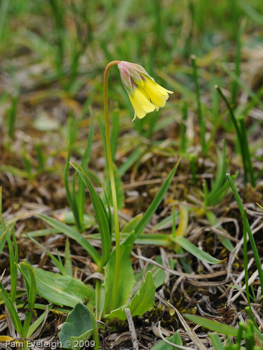 <i>Primula faberi </i>