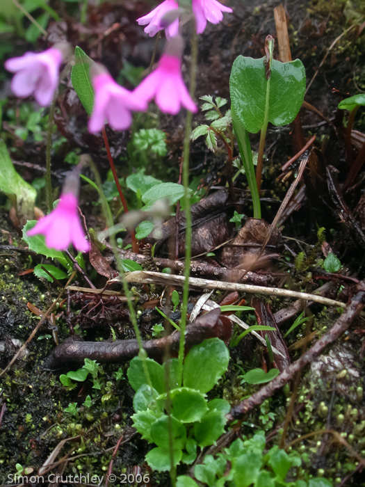 <i>Primula silaensis </i>