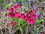 <i>Primula valentiniana </i>