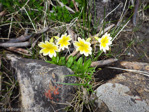 <i>Primula dickieana </i>