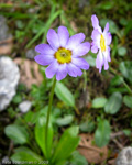 <i>Primula dickieana </i>