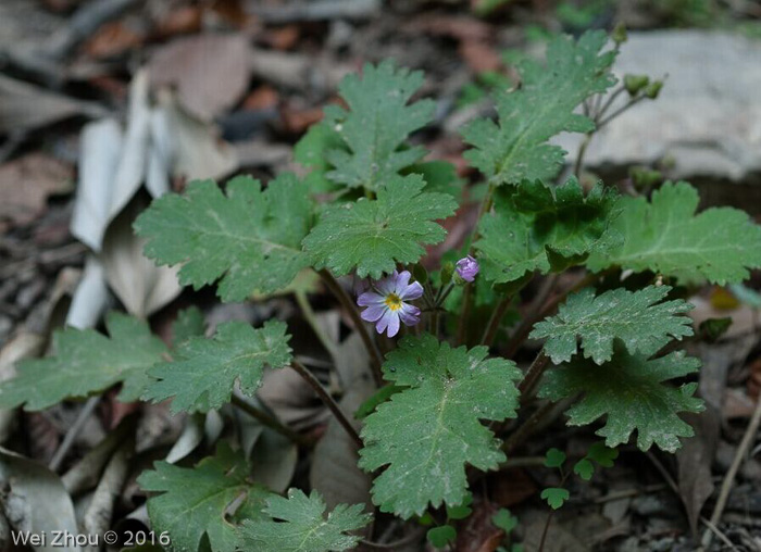 <i>aff. Primula rupestris </i>