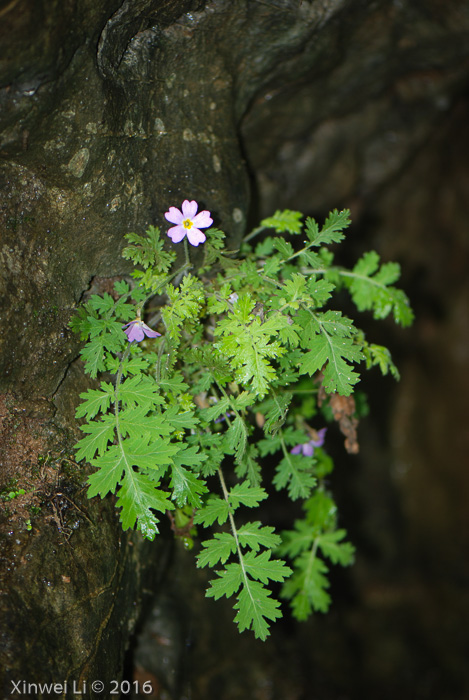 <i>Primula hubeiensis </i>