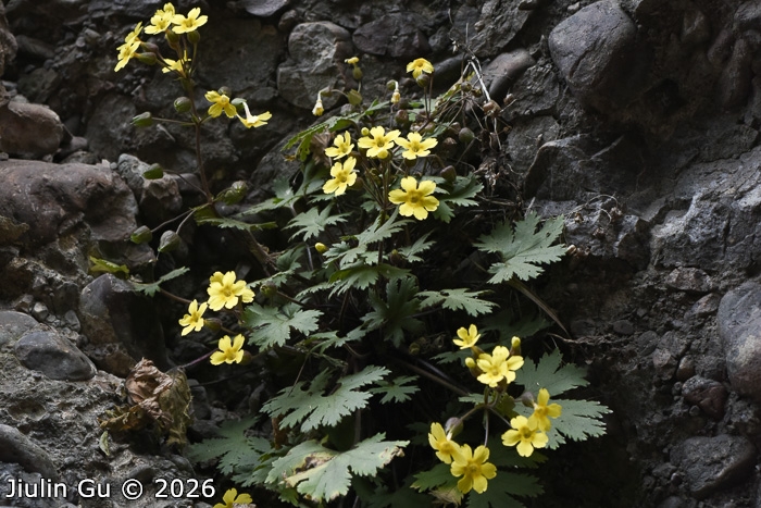 <i>Primula maershanensis </i>