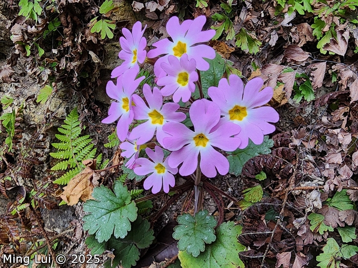 <i>Primula rupestris </i>