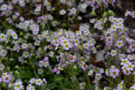 <i>Primula filchnerae </i>