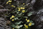 <i>Primula maershanensis </i>