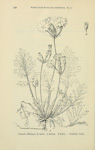 <i>Primula filchnerae </i>