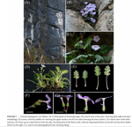 <i>Primula fujianensis </i>