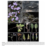 <i>Primula rongrong </i>