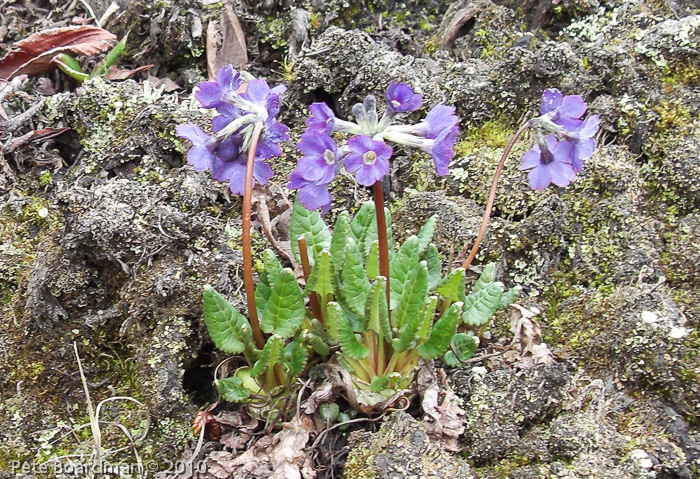 <i>Primula gambleana </i>