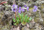 <i>Primula gambleana </i>