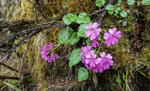 <i>Primula gambeliana </i>