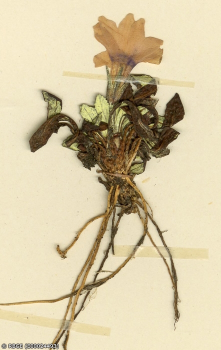 <i>Primula  rhodochroa var. geraldinae </i>