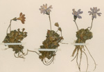 <i>Primula rubicunda </i>