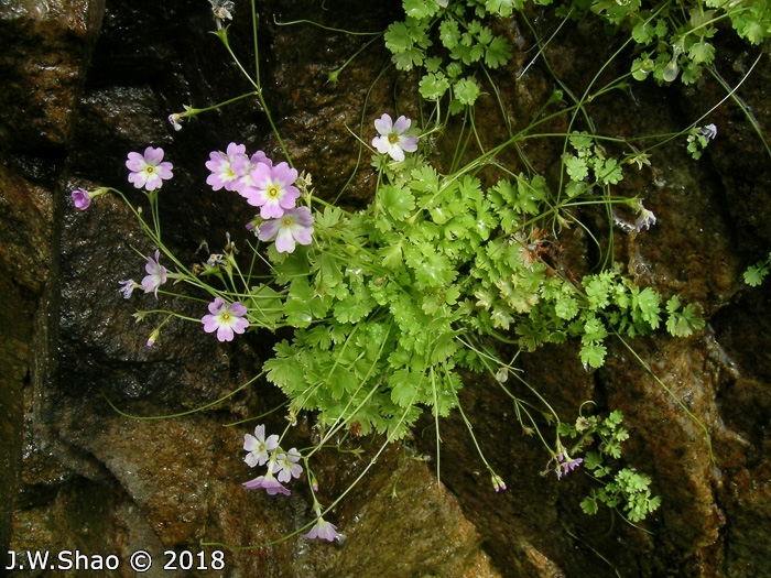 <i>Primula ranunculoides </i>
