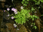 <i>Primula ranunculoides </i>