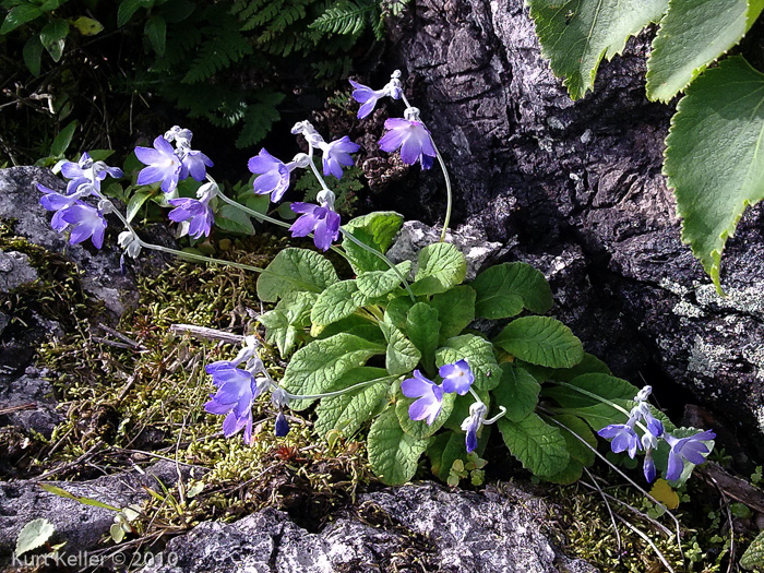 <i>Primula siamensis </i>