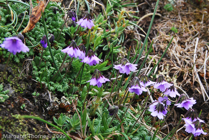 <i>Primula sapphirina </i>