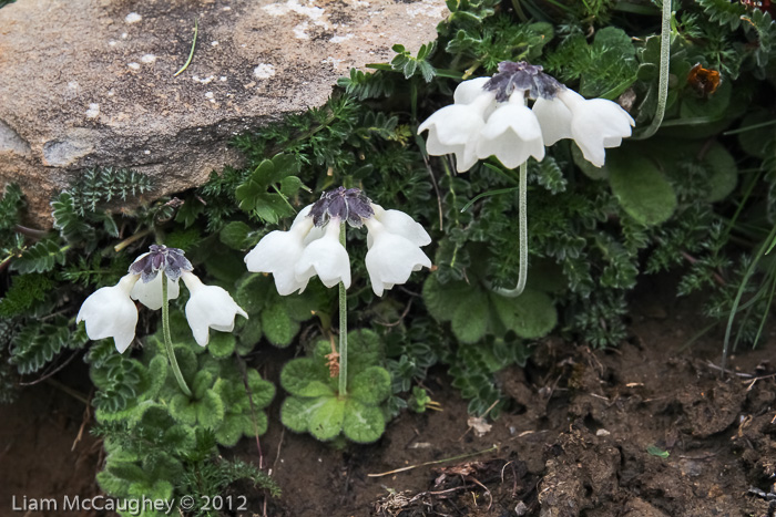 <i>Primula wollastonii alba </i>