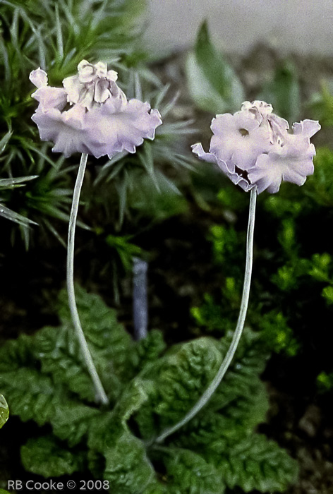 <i>Primula sandemaniana </i>