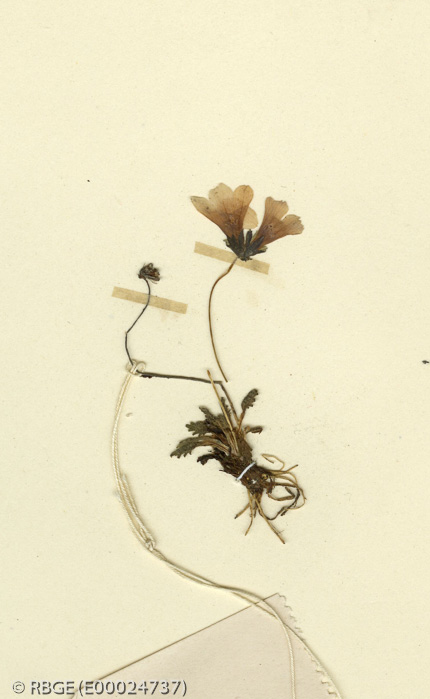 <i>Primula fea </i>