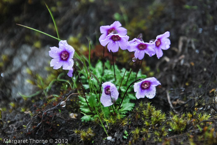 <i>Primula jigmediana </i>