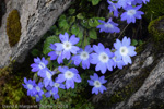 <i>Primula buryana var. purpurea </i>