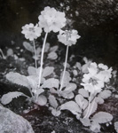 <i>Primula eburnea </i>