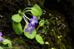 <i>Primula ludlowii </i>