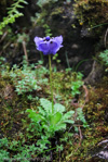 <i>Primula wattii </i>